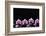 Set of Four Orchid with Therapy Stones-crystalfoto-Framed Photographic Print