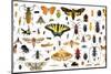 Set of Insects on a White Background-Protasov AN-Mounted Photographic Print