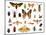 Set of Insects on White Background-Protasov AN-Mounted Photographic Print