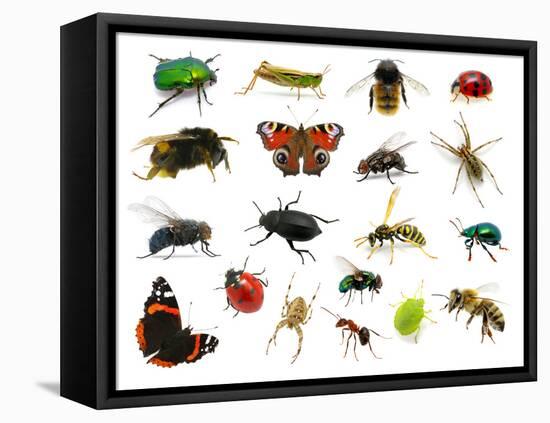 Set of Insects on White-Ale-ks-Framed Premier Image Canvas