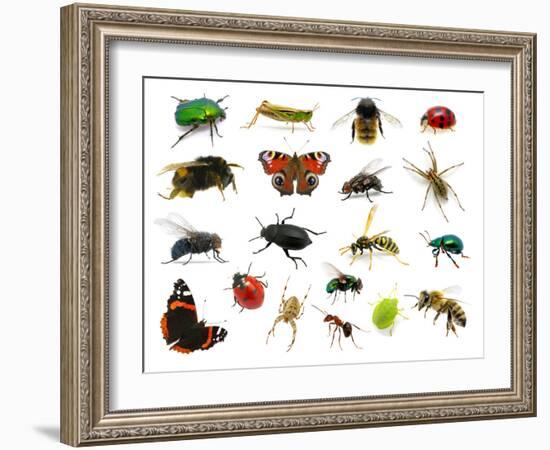 Set of Insects on White-Ale-ks-Framed Photographic Print