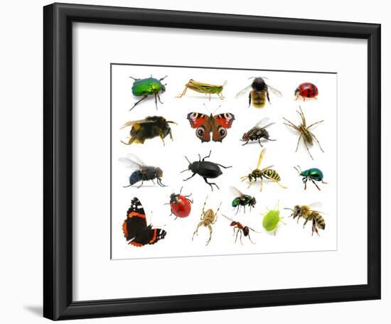 Set of Insects on White-Ale-ks-Framed Photographic Print