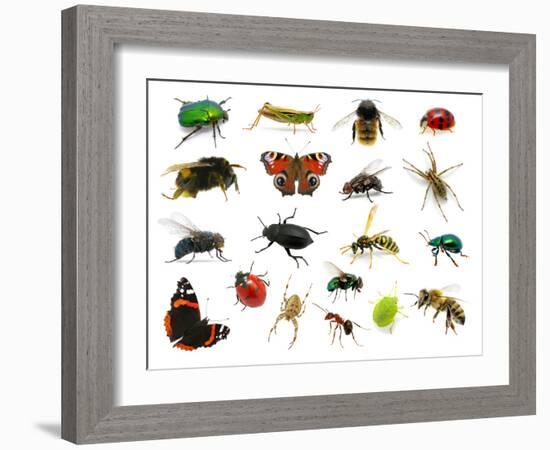 Set of Insects on White-Ale-ks-Framed Photographic Print