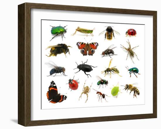 Set of Insects on White-Ale-ks-Framed Photographic Print