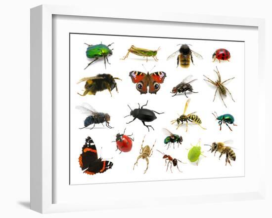Set of Insects on White-Ale-ks-Framed Photographic Print