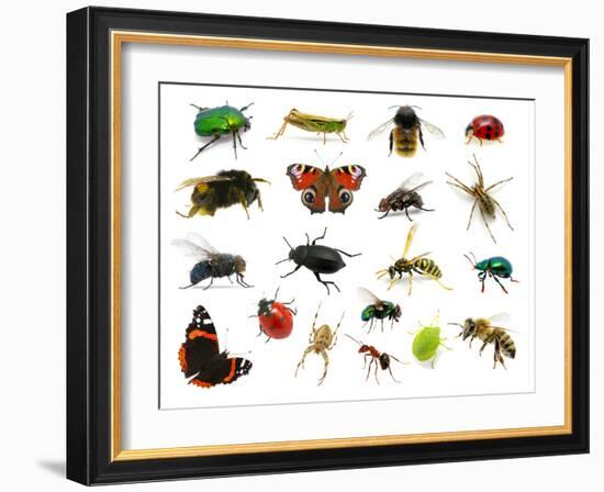 Set of Insects on White-Ale-ks-Framed Photographic Print