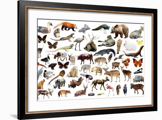 Set of Various Asian Isolated Wild Animals including Birds, Mammals, Reptiles and Insects-Iakov Filimonov-Framed Photographic Print