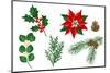 Set of Winter Plants. Merry Christmas and Happy New Year Decoration. Holiday Design.-incomible-Mounted Photographic Print