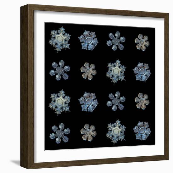 Set with Snowflakes Isolated on Black Background. this is Macro Photos of Real Snow Crystals: Mediu-Alexey Kljatov-Framed Photographic Print