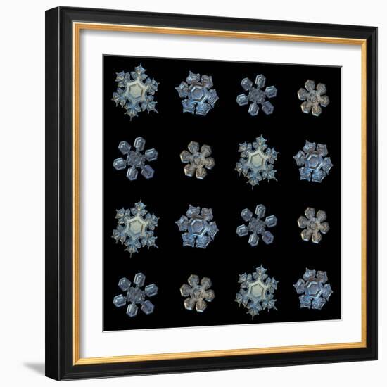 Set with Snowflakes Isolated on Black Background. this is Macro Photos of Real Snow Crystals: Mediu-Alexey Kljatov-Framed Photographic Print
