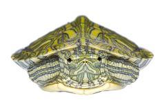 Red-Eared Slider (Trachemys Scripta Elegans) Juvenile Viewed From Above-Seth Patterson-Photographic Print