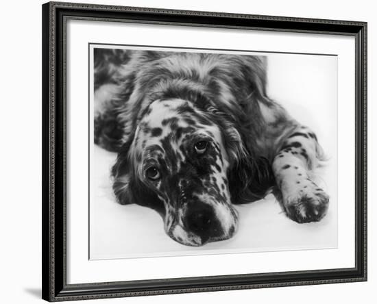 Setter-null-Framed Photographic Print