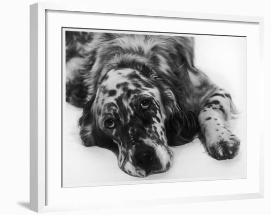 Setter-null-Framed Photographic Print