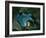 Setting for the Appearance of Astrofiammante, Queen of the Night, from Mozart's 'Magic Flute',…-null-Framed Giclee Print