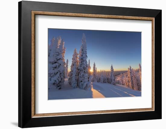 Setting sun through forest of snow ghosts at Whitefish, Montana, USA-Chuck Haney-Framed Photographic Print