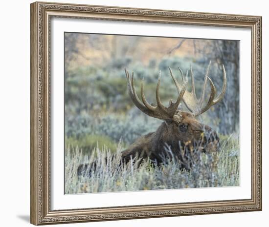 Settling-Wink Gaines-Framed Giclee Print