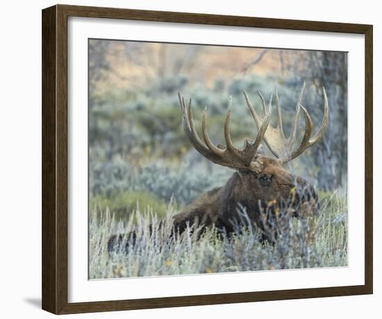 Settling-Wink Gaines-Framed Giclee Print