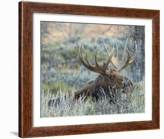 Settling-Wink Gaines-Framed Giclee Print