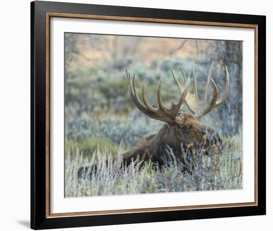 Settling-Wink Gaines-Framed Giclee Print