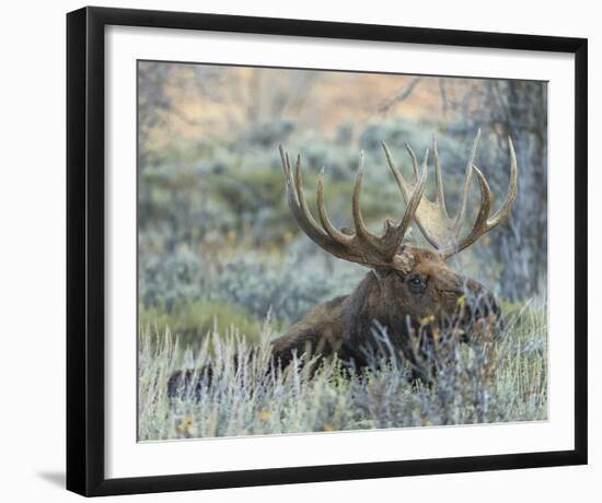 Settling-Wink Gaines-Framed Giclee Print