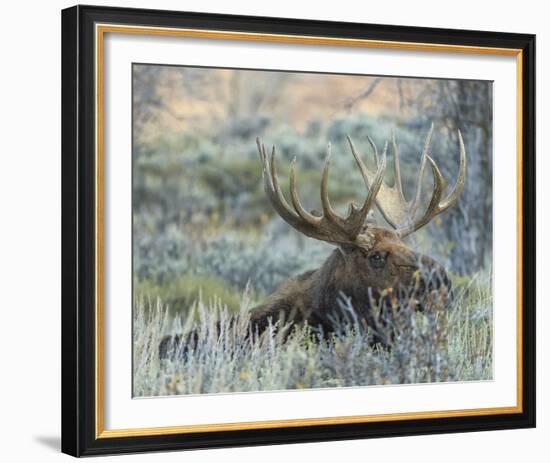 Settling-Wink Gaines-Framed Giclee Print