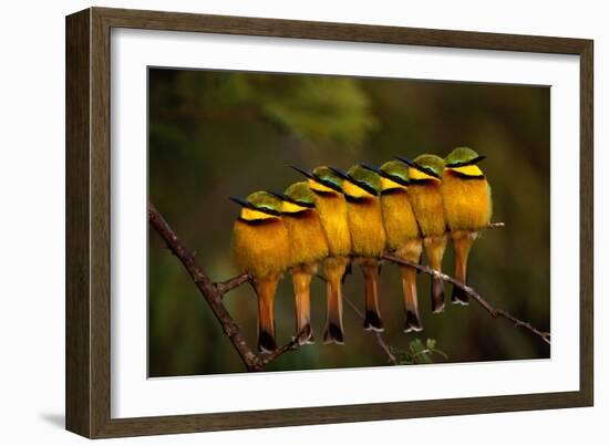 Seven Little Bee-eaters (Merops pusillus) in a row, one facing away, Masai Mara, Kenya-Peter Blackwell-Framed Photographic Print