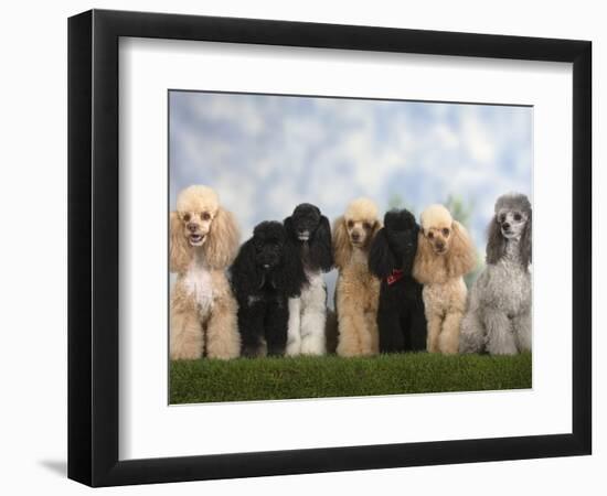 Seven Miniature Poodles of Different Coat Colours to Show Coat Colour Variation Within the Breed-Petra Wegner-Framed Photographic Print