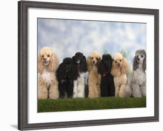 Seven Miniature Poodles of Different Coat Colours to Show Coat Colour Variation Within the Breed-Petra Wegner-Framed Photographic Print