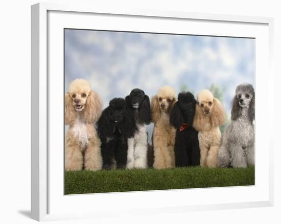 Seven Miniature Poodles of Different Coat Colours to Show Coat Colour Variation Within the Breed-Petra Wegner-Framed Photographic Print