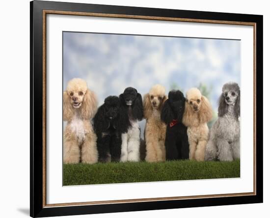 Seven Miniature Poodles of Different Coat Colours to Show Coat Colour Variation Within the Breed-Petra Wegner-Framed Photographic Print