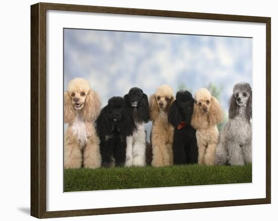 Seven Miniature Poodles of Different Coat Colours to Show Coat Colour Variation Within the Breed-Petra Wegner-Framed Photographic Print