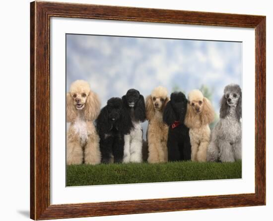 Seven Miniature Poodles of Different Coat Colours to Show Coat Colour Variation Within the Breed-Petra Wegner-Framed Photographic Print