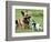 Seven-Month-Old, 6-Pound Midge-null-Framed Photographic Print