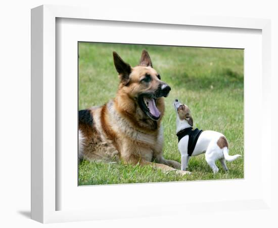 Seven-Month-Old, 6-Pound Midge-null-Framed Photographic Print