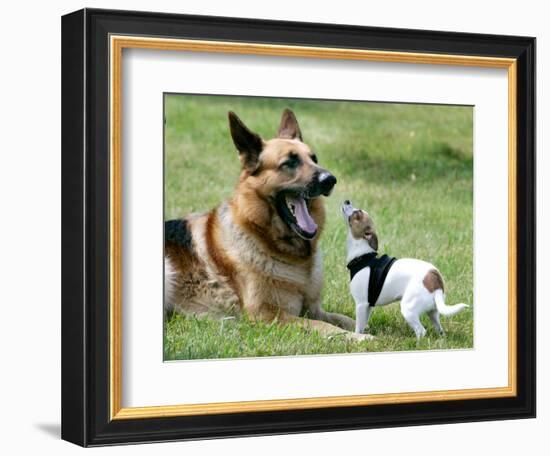 Seven-Month-Old, 6-Pound Midge-null-Framed Photographic Print