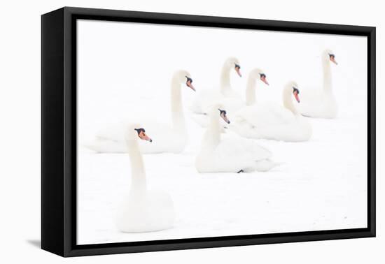 Seven Mute swans sitting on snow, The Netherlands-Edwin Giesbers-Framed Premier Image Canvas