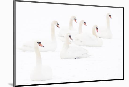 Seven Mute swans sitting on snow, The Netherlands-Edwin Giesbers-Mounted Photographic Print
