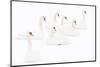 Seven Mute swans sitting on snow, The Netherlands-Edwin Giesbers-Mounted Photographic Print