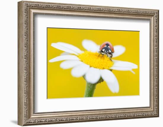 Seven spot ladybird on Mayweed flower, Cyprus-Edwin Giesbers-Framed Photographic Print