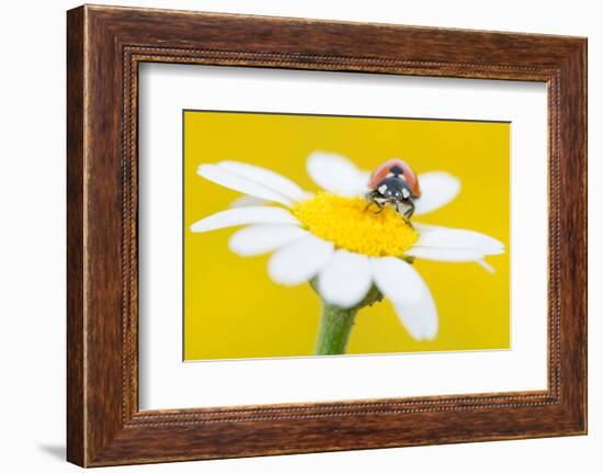 Seven spot ladybird on Mayweed flower, Cyprus-Edwin Giesbers-Framed Photographic Print