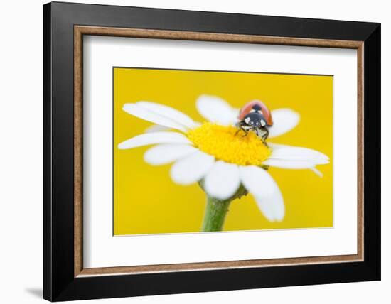 Seven spot ladybird on Mayweed flower, Cyprus-Edwin Giesbers-Framed Photographic Print