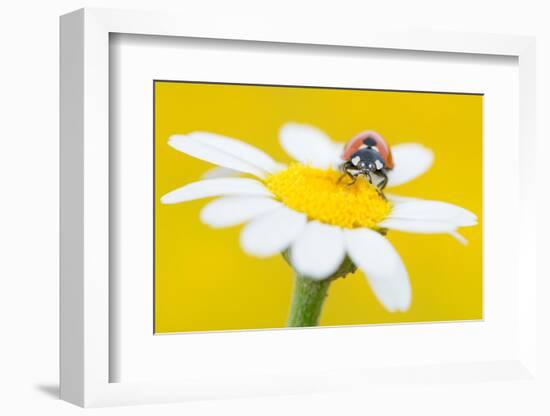 Seven spot ladybird on Mayweed flower, Cyprus-Edwin Giesbers-Framed Photographic Print