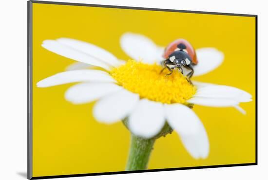 Seven spot ladybird on Mayweed flower, Cyprus-Edwin Giesbers-Mounted Photographic Print