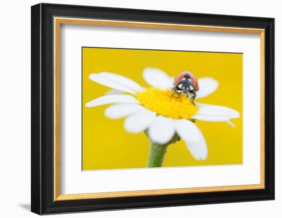 Seven spot ladybird on Mayweed flower, Cyprus-Edwin Giesbers-Framed Photographic Print