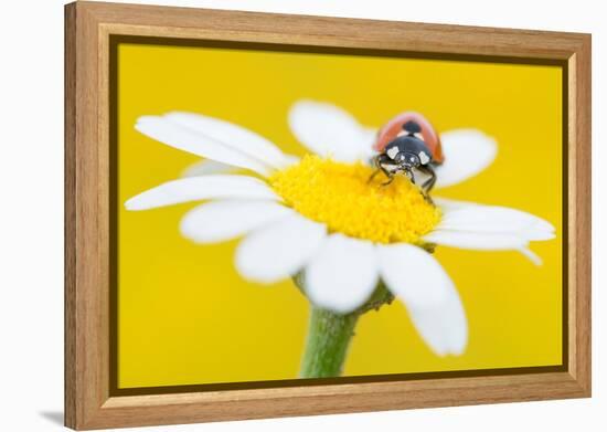 Seven spot ladybird on Mayweed flower, Cyprus-Edwin Giesbers-Framed Premier Image Canvas
