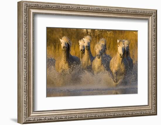 Seven White Camargue Horses Running in Water, Provence, France-Jaynes Gallery-Framed Photographic Print