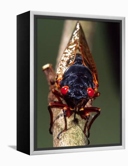 Seventeen Year Cicada, Pennsylvania, USA-David Northcott-Framed Premier Image Canvas