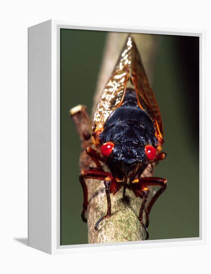 Seventeen Year Cicada, Pennsylvania, USA-David Northcott-Framed Premier Image Canvas