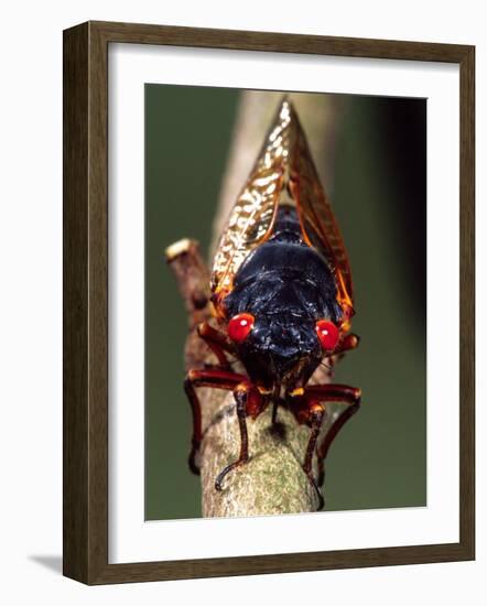 Seventeen Year Cicada, Pennsylvania, USA-David Northcott-Framed Photographic Print