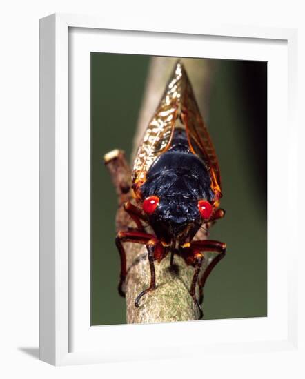 Seventeen Year Cicada, Pennsylvania, USA-David Northcott-Framed Photographic Print